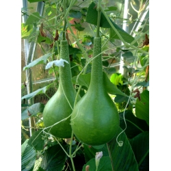 GourdsClub_250x250.jpg
