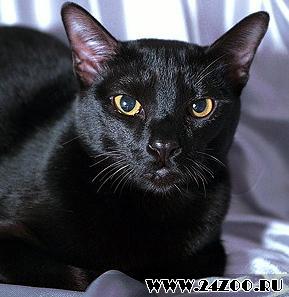 bombey_cat.JPG