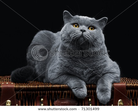 stock_photo_big_british_cat_lying_on_suitcase_and_looking_at_camera_71301499.jpg