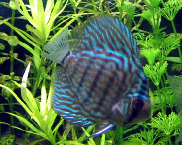 blueTurquoiseDiscus2.jpg