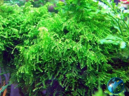PL_MO12_01.jpg