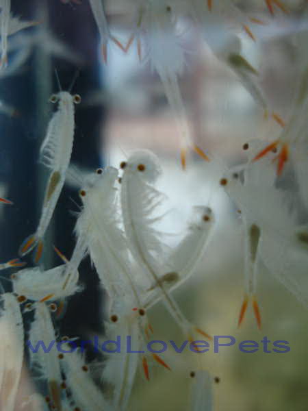 artemia_salina_2.jpg