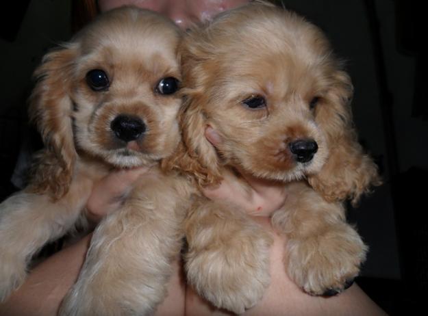 American_Cocker_Spaniel_10.jpg