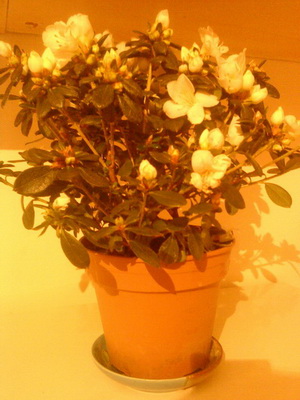 DSC02285.jpg