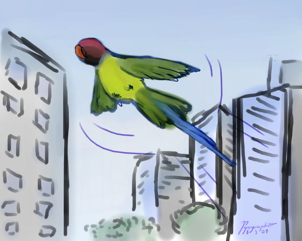 Fly_Parakeet_by_GuardienOfThePyre.jpg