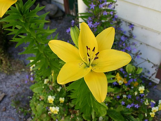 7c90189c81638368_yellow_lily_garden_flowers.preview.jpg