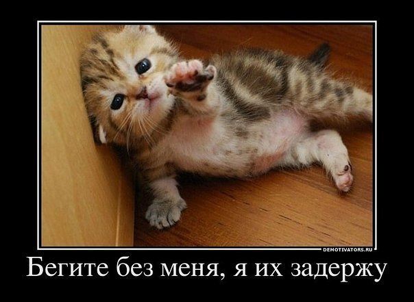 CAT.jpg
