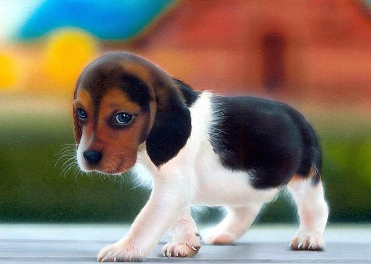 beagle_puppy.jpg