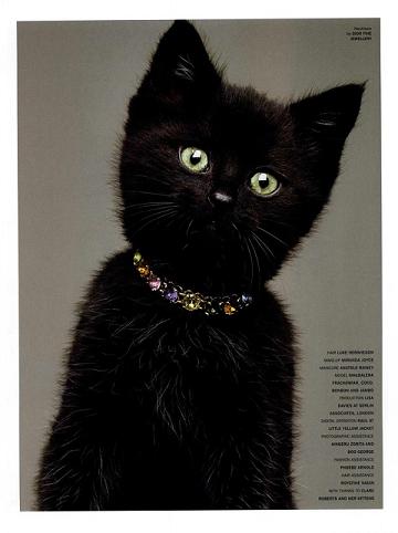 cat_7.JPG