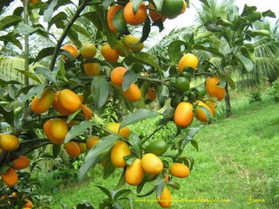 Fruta_Kinkan.jpg
