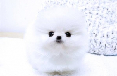 tea_cup_pomeranian_purebreed_puppies_4f67d78d602d828c889d.jpg