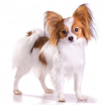 papillon1.jpg