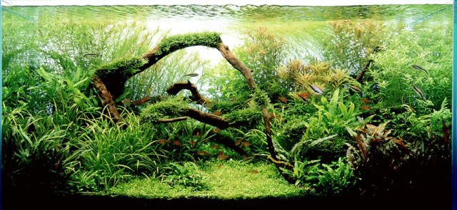 Aquarium_styles_1.jpg