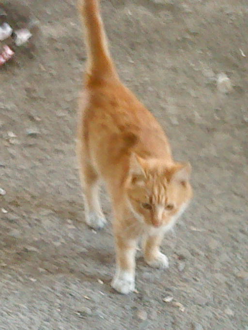 DSC00101.JPG