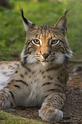 270px_Lynx_lynx_poing.jpg