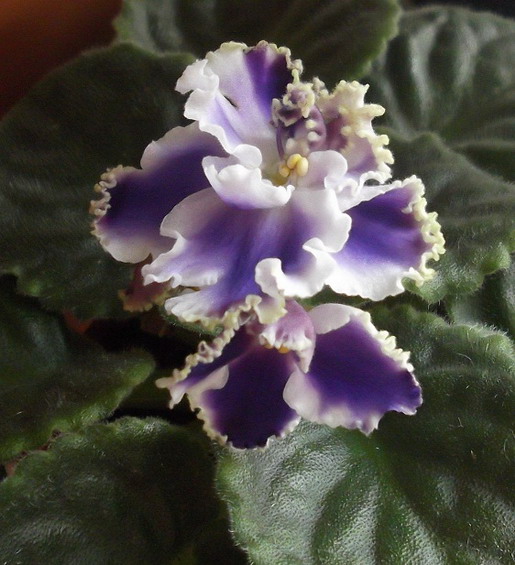 DSCF0361.jpg