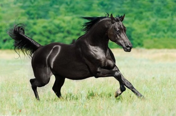 arabuli_cxeni_msoflioSi_10_saukeTeso_cxenebs_Soris_pirvel_adgilzea.jpg