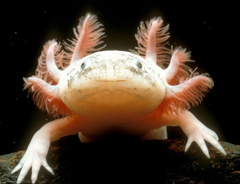 Axolotl_mexican_02.jpg