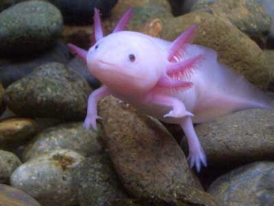 fish_with_hands2.jpg