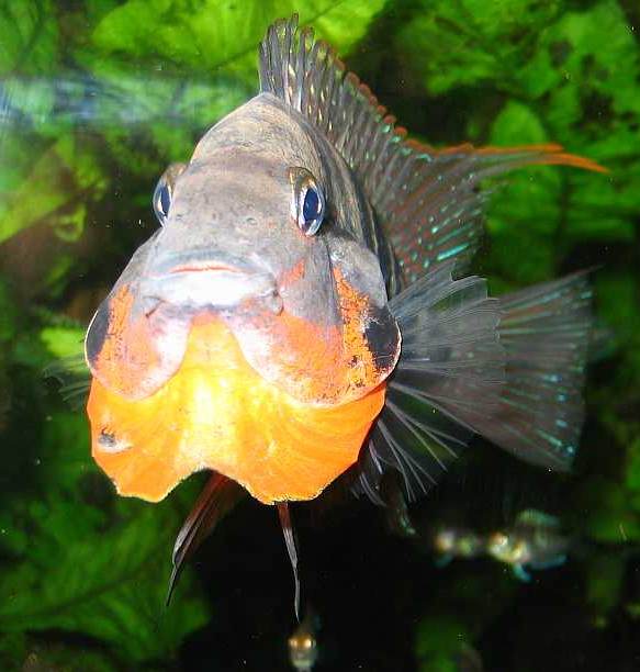 firemouth_nanaglen2001c.jpg