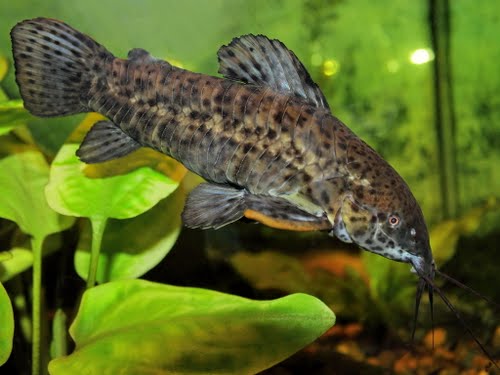 1351195943_som_tarakatum_hoplosternum_thoracatum.jpg