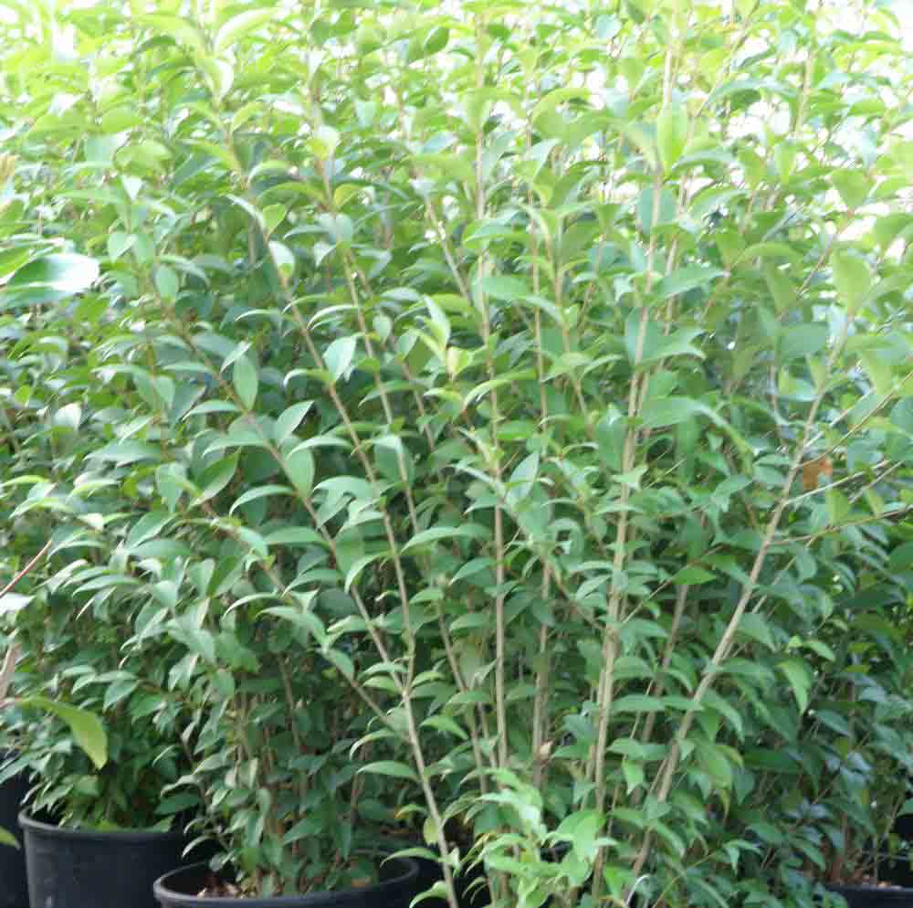 125_ligustrum_japonicum_copy.jpg