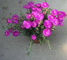 ____________________________________________________________________________________Mesembryanthemum.jpg