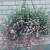 lobelia.jpg