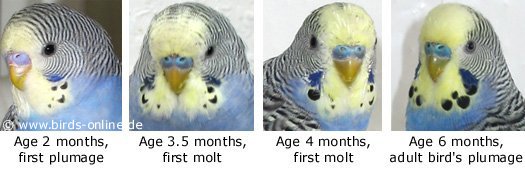 firstmolt_nik.jpg