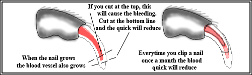 guinea_pigs_nail_care.jpg