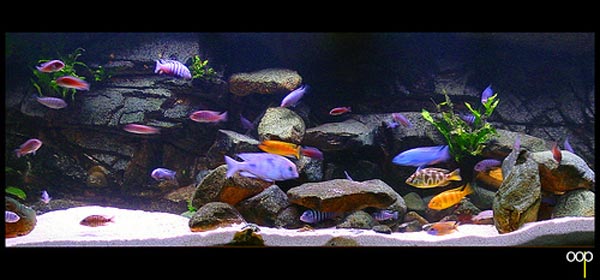 605_Malawi_Cichlid_Tank_1.jpg