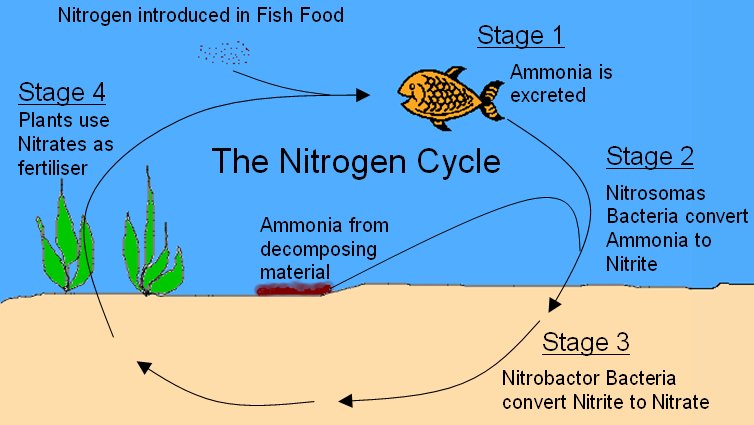 The_Nitrogen_Cycle.jpg