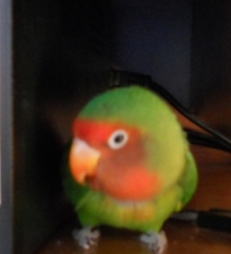 chyipo.jpg