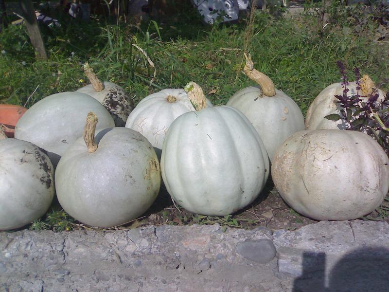 img1224.jpg
