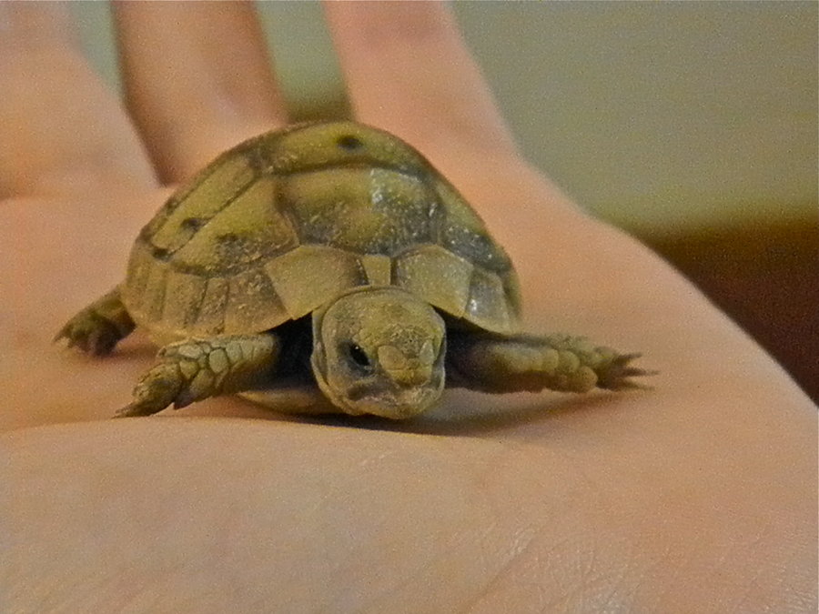 Little_Turtle_by_dafna14495.jpg