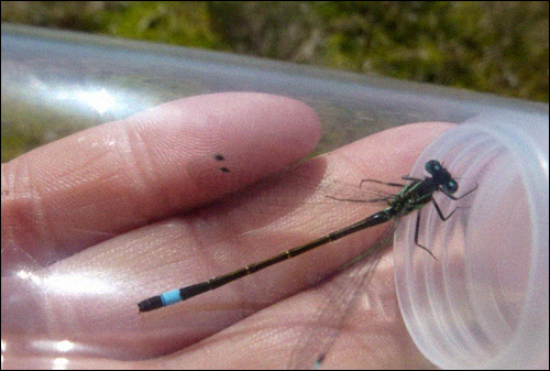 Ischnura_elegans.jpg