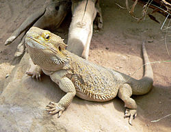 Bartagame_fcm.jpg