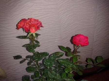 2013_06_02_13.41.5522.jpg