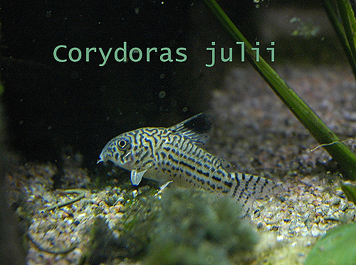Corydoras_julii_m.jpg