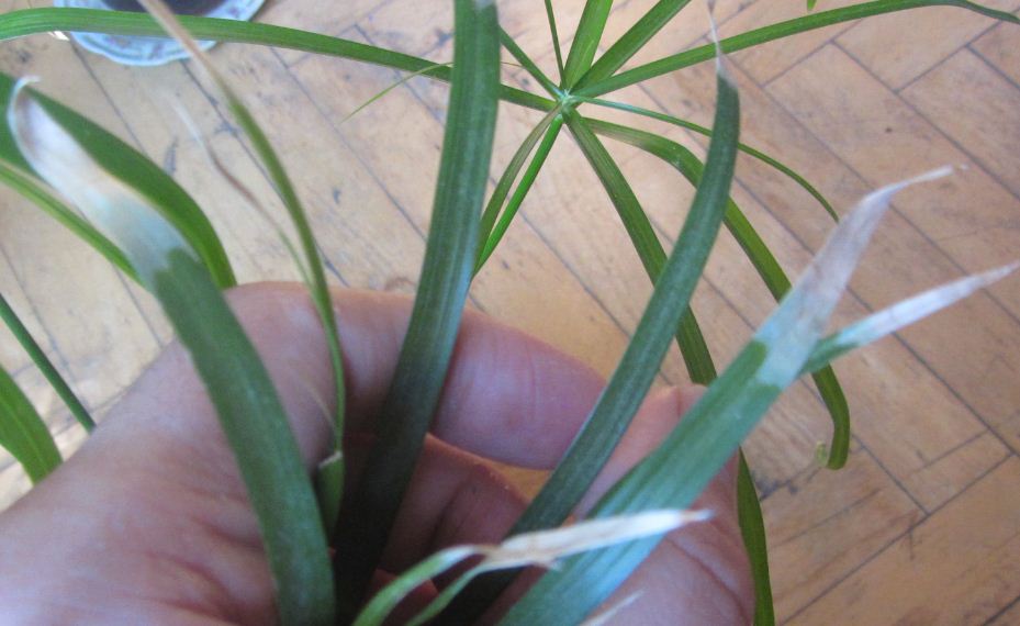 cyperus.JPG