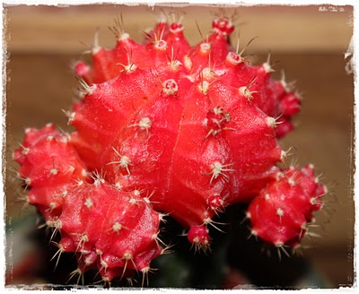 cactus.jpg
