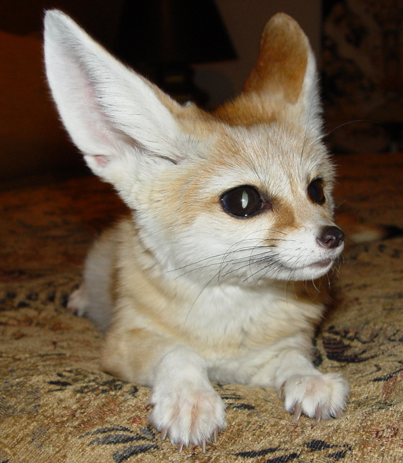 Fennec_Fox_fox_24576626_800_920.jpg