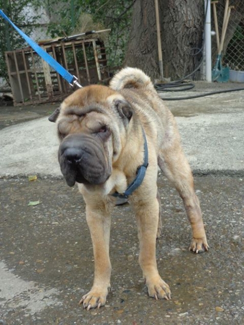sharpei_ringo.jpg