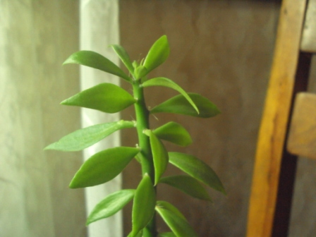 pericopsis.JPG
