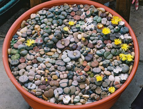 lithops_fresh1_1.jpg