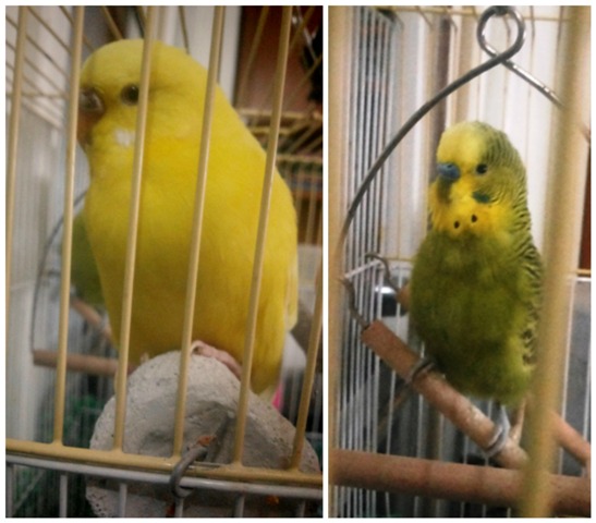 PicMonkey_Collage_12.jpg