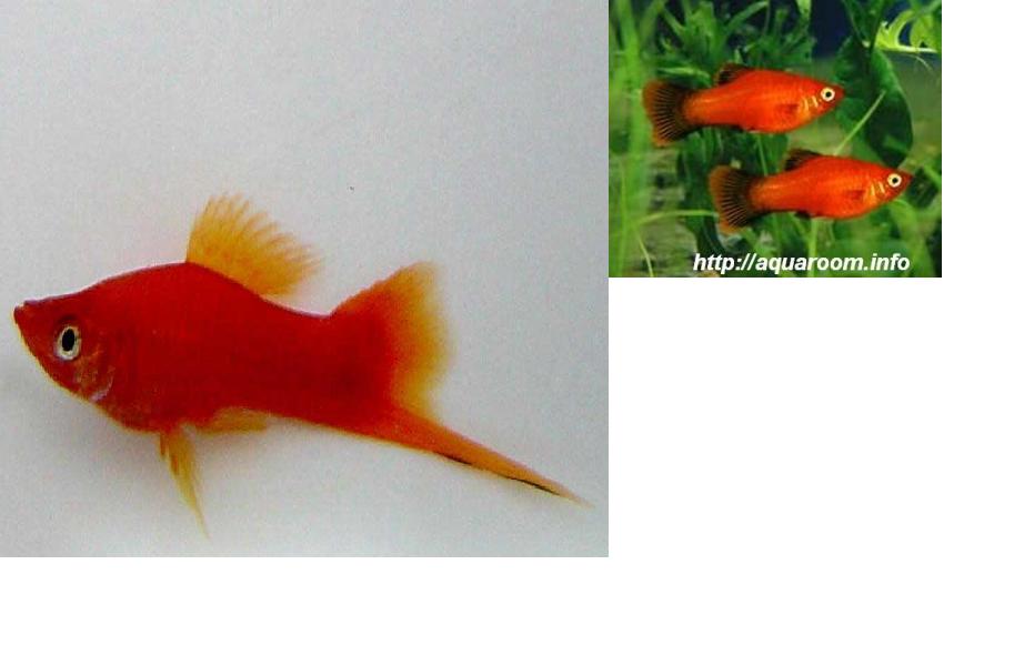 1282652675_735693_swordtail3.jpg
