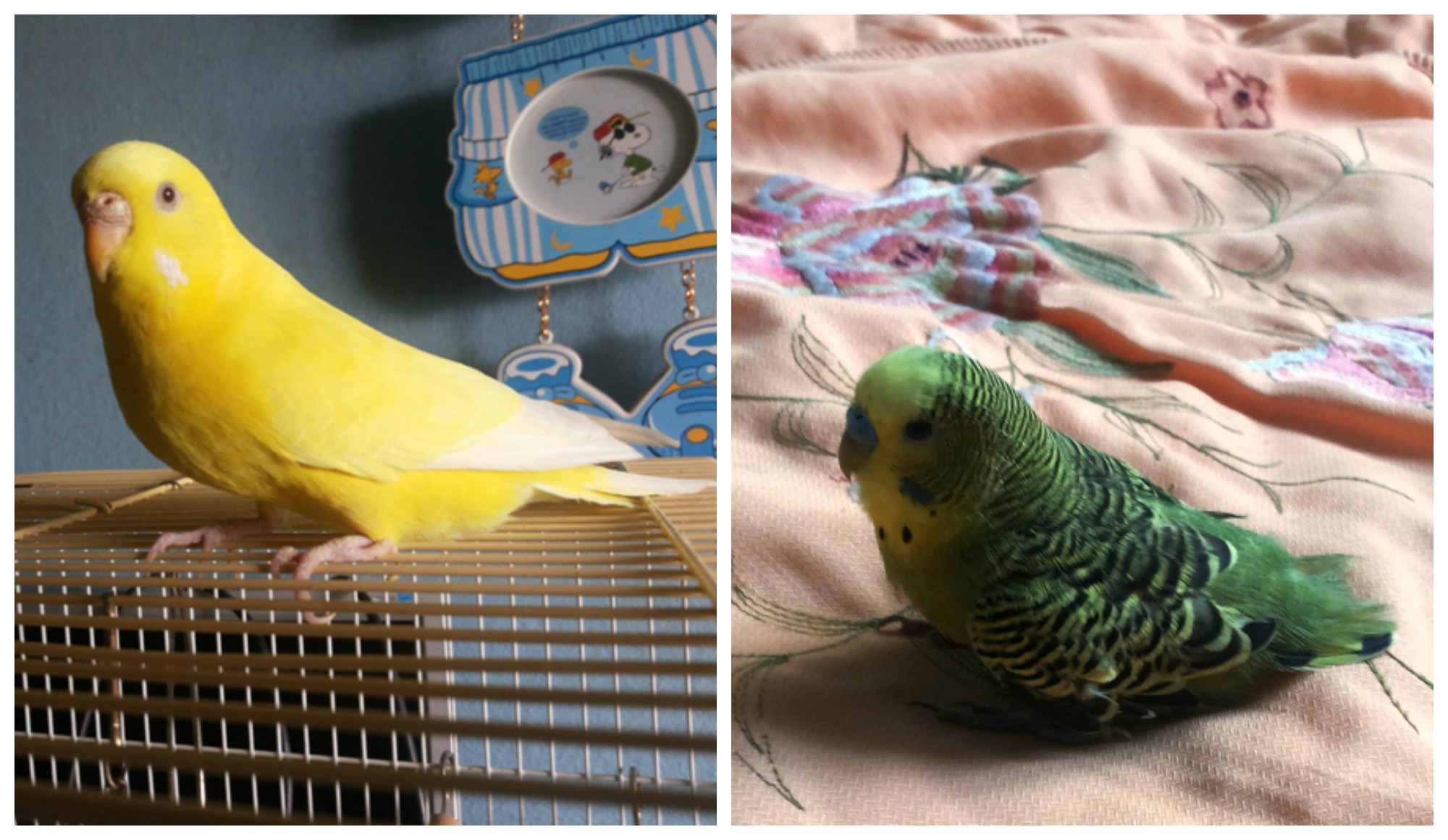 PicMonkey_Collage.jpg