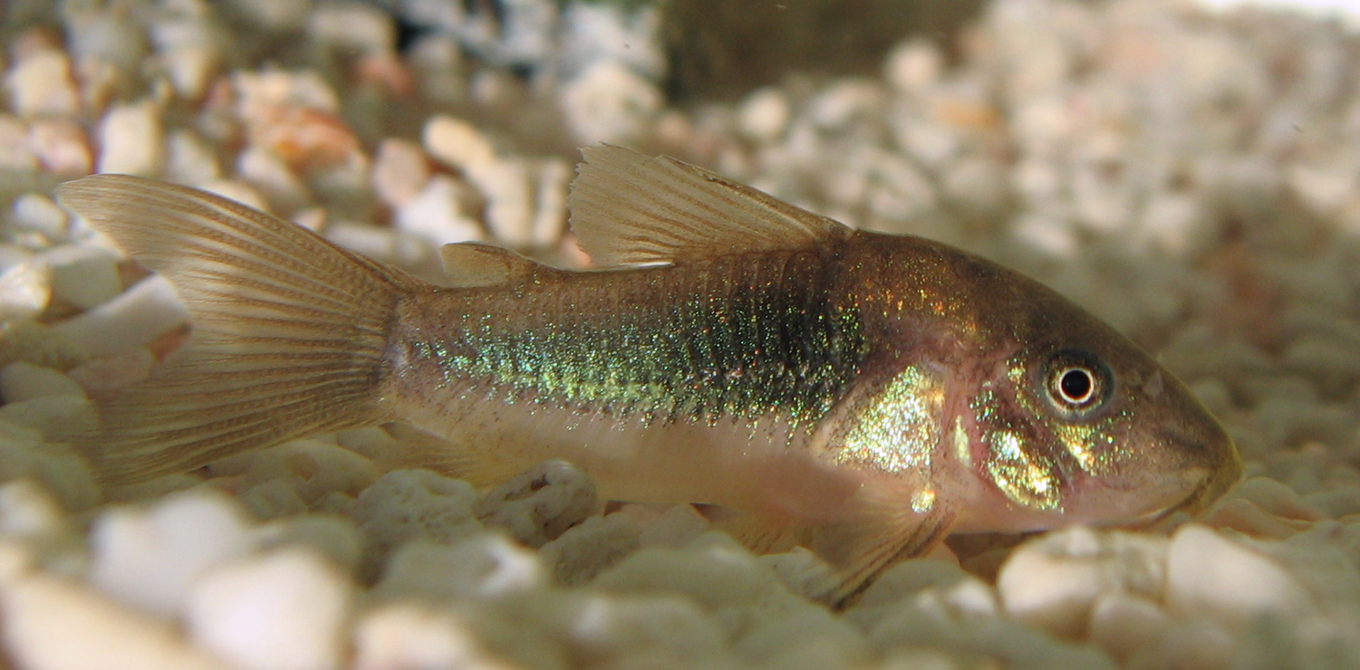 Corydoras_aeneus2.jpg