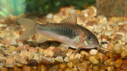 aquarium_fish_05.png